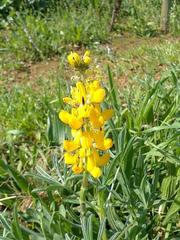 Lupinus luteus