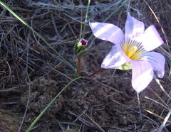 Romulea vlokii