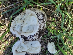 Fungi