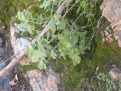 Brickellia baccharidea