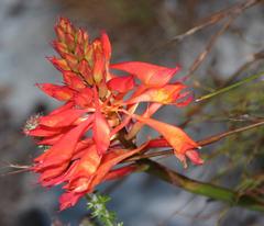 Disa ferruginea