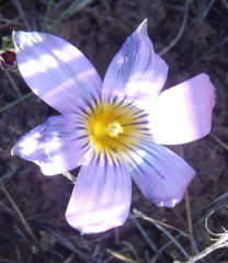 Romulea vlokii