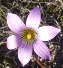 Romulea vlokii