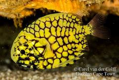 Pineconefish photo 4