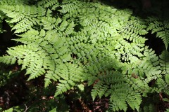 Dryopteris amurensis