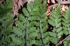 Dryopteris amurensis