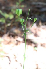 Lilium distichum