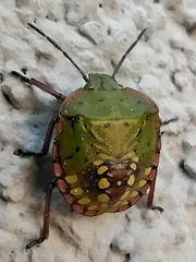 Nezara viridula