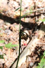 Lilium distichum