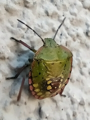 Nezara viridula