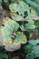 Oplopanax elatus