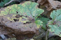 Oplopanax elatus