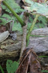 Oplopanax elatus