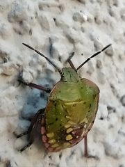 Nezara viridula