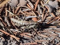 Melanoplus oreophilus