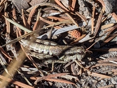 Melanoplus oreophilus