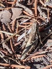 Melanoplus oreophilus