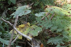 Oplopanax elatus