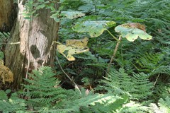 Oplopanax elatus