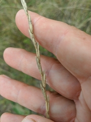 Thinopyrum intermedium barbulatum