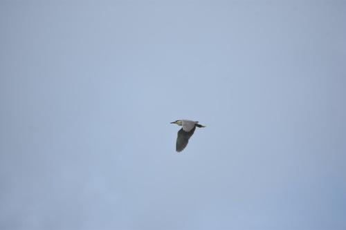 Black-crowned Night Heron photographed in Georgia