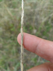 Thinopyrum intermedium barbulatum