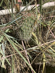 Opuntia cymochila