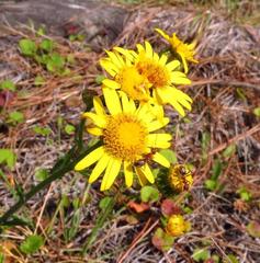 Senecio oederiifolius