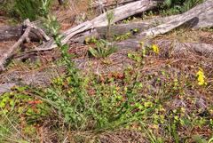 Senecio oederiifolius