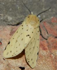 Eyralpenus testaceus