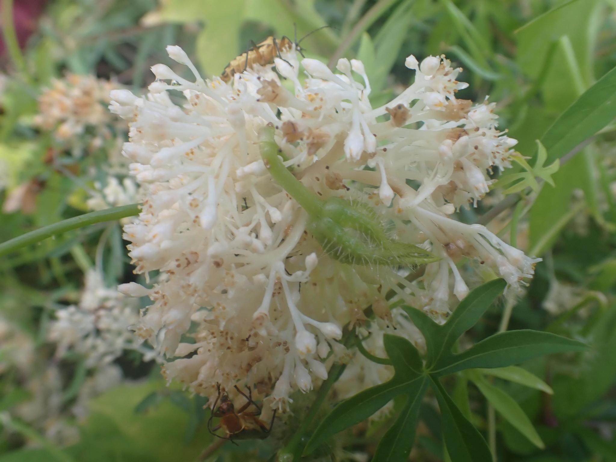 Cuscuta erosa