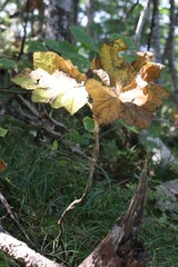 Oplopanax elatus