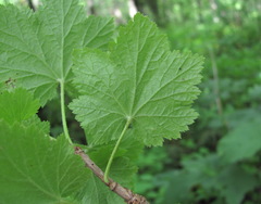 Ribes biebersteinii