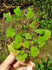 Physalis cordata