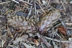 Picea jezoensis jezoensis