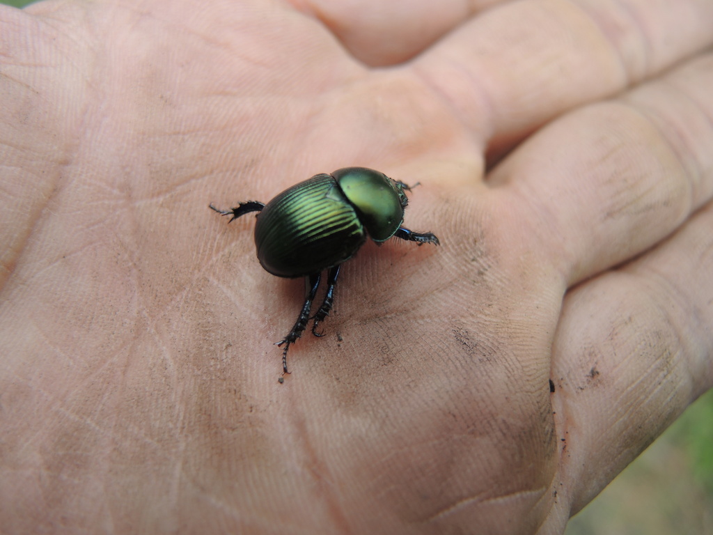 Onthotrupes