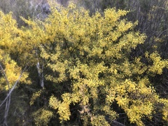 Acacia triptera