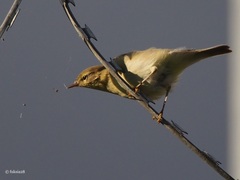 Phylloscopus trochilus
