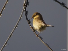 Phylloscopus trochilus