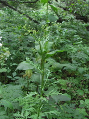 Eleutherospermum cicutarium