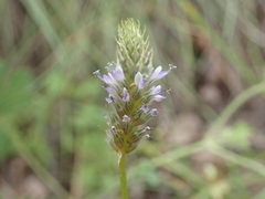 Dalea urceolata