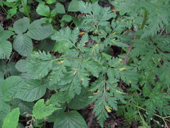 Eleutherospermum cicutarium