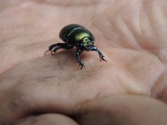Onthotrupes herbeus