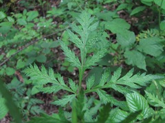 Eleutherospermum cicutarium