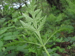 Eleutherospermum cicutarium