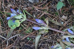 Gentiana triflora