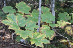 Oplopanax elatus