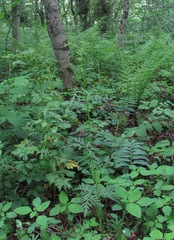Eleutherospermum cicutarium