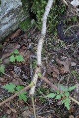 Oplopanax elatus