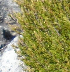 Cliffortia tuberculata